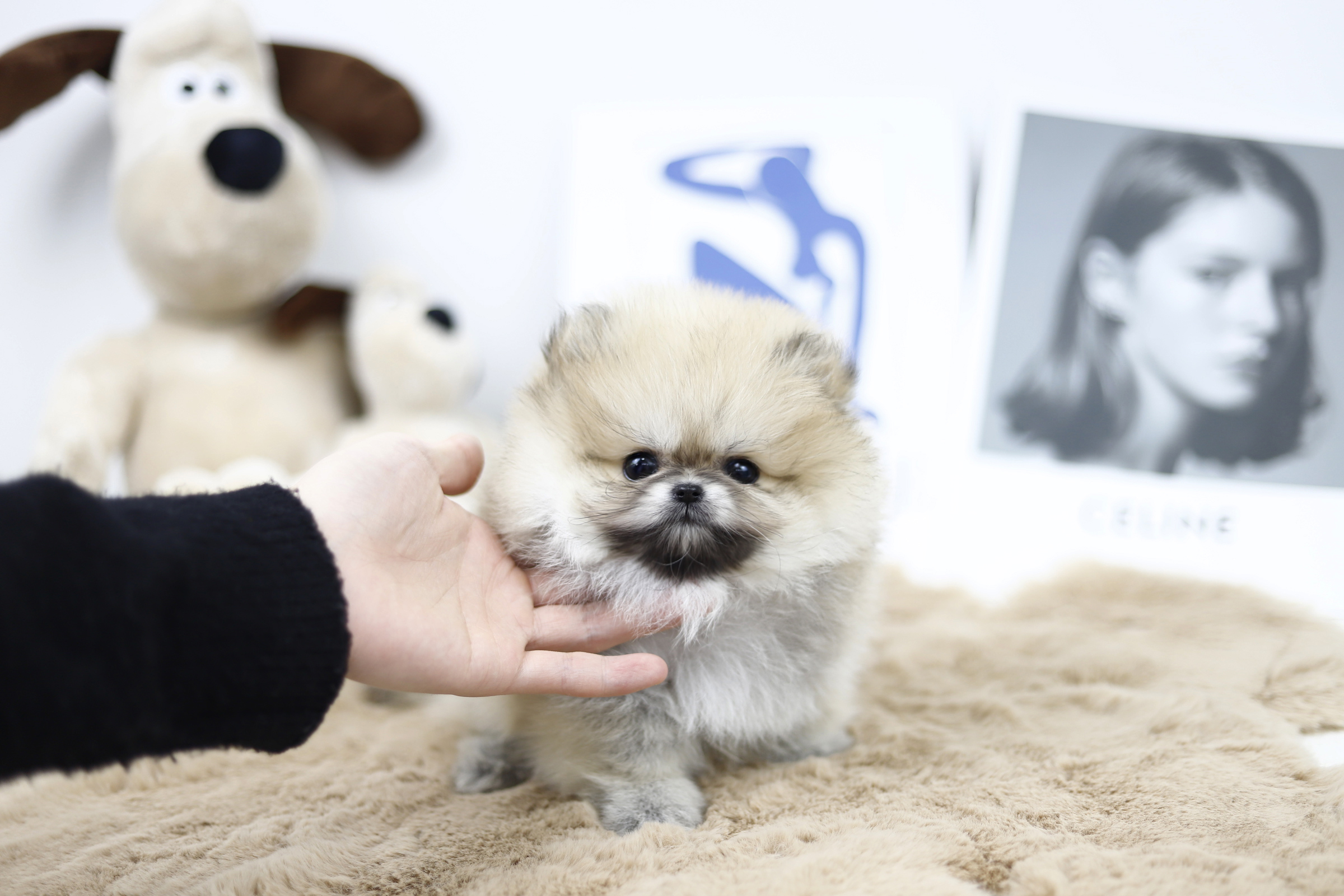 포메라니안 분양합니다