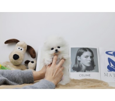 포메라니안 분양합니다