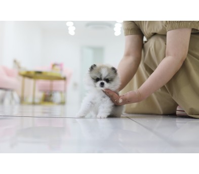 포메라니안 분양합니다