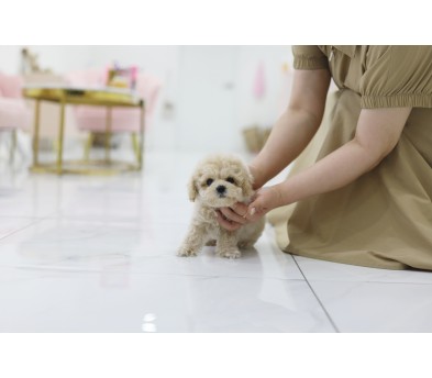 토이푸들 분양합니다