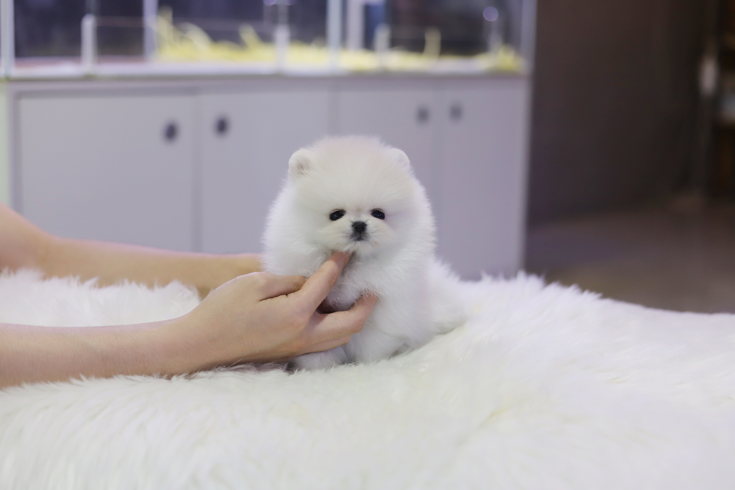 포메라니안 분양합니다